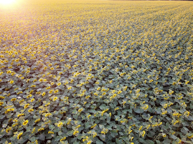 Sfondo di bellissimi girasoli in fiore sul campo con lo splendore del sole della sera