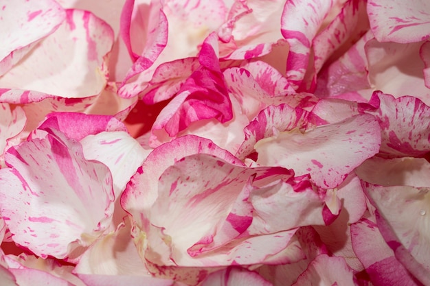 Sfondo di bellissimi petali di rosa naturali clous-ap