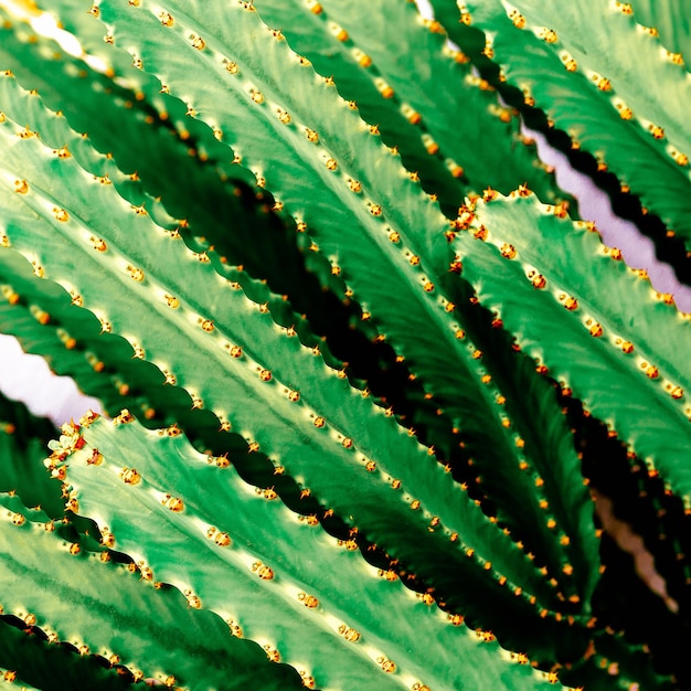 Sfondo di cactus. Amante dei cactus. minimo