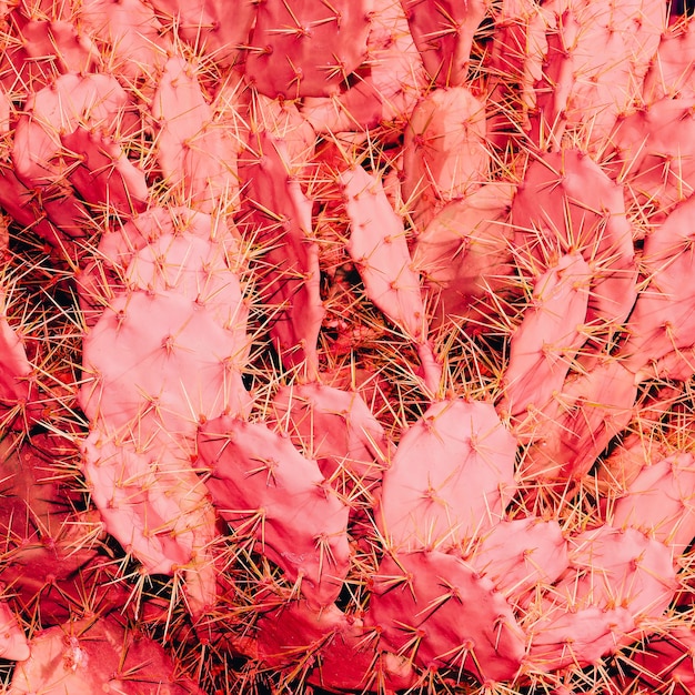 Sfondo di cactus rosa di moda. Concetto di amante dei cactus