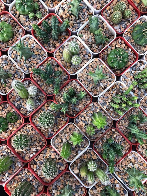 Sfondo di cactus