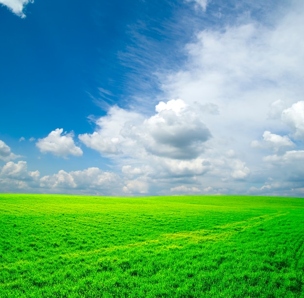 Sfondo di campo con cielo blu