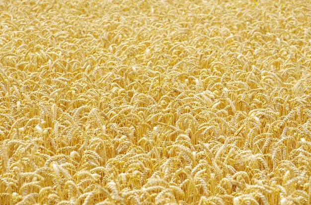 Sfondo di campo di grano dorato