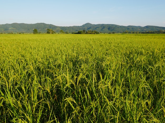 sfondo di campo di riso, natura verde