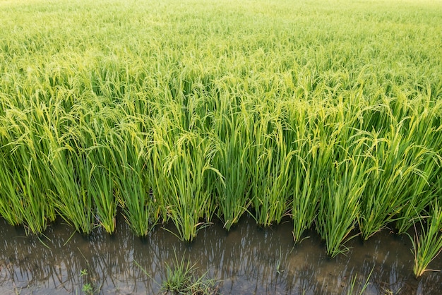 Sfondo di campo di riso verde.