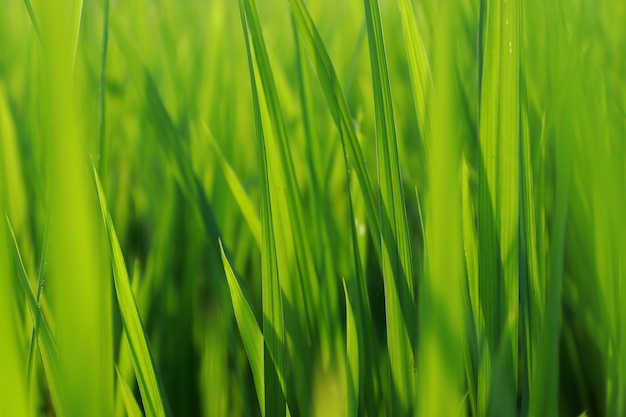 Sfondo di campo di riso verde