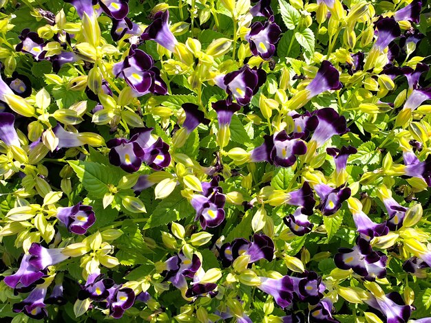 Sfondo di campo di Wishbone fiore Bluewings Torenia