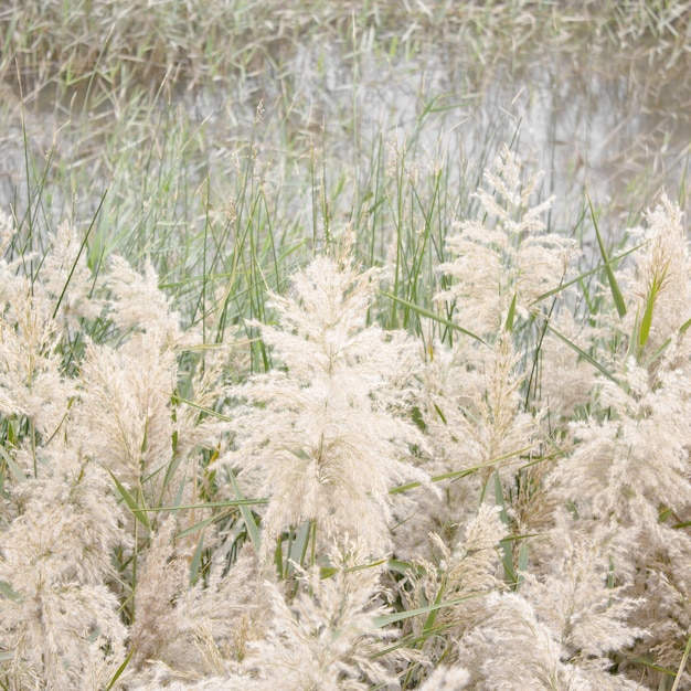 Sfondo di canne di fiume