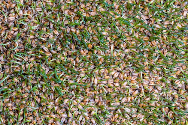 Sfondo di chicchi di grano germinati primo piano vista dall'alto Concetto di cibo sano