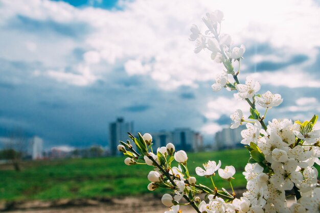 sfondo di cielo azzurro e ciliegio in fiore