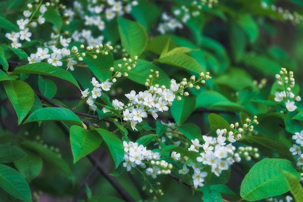 Sfondo di ciliegio in fiore e foglie verdi in primavera