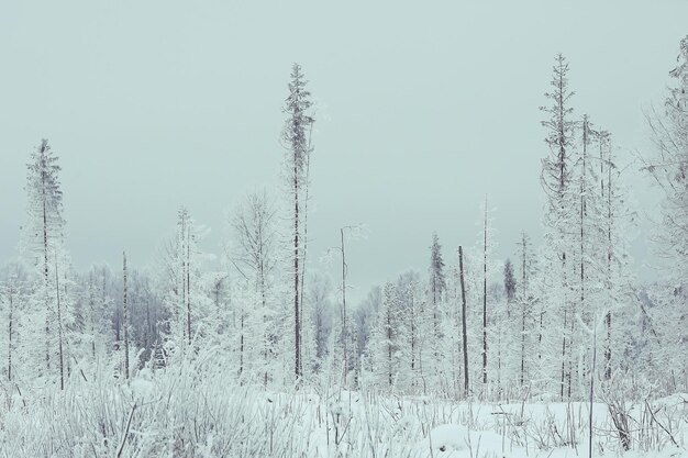 sfondo di clima freddo neve ghiaccio