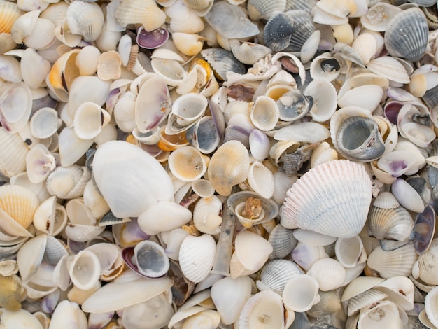 Sfondo di conchiglia di mare sulla spiaggia.