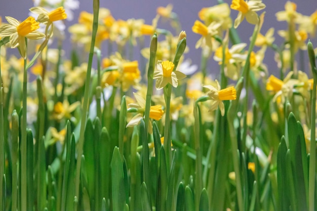 Sfondo di confine di narcisi gialli di primavera