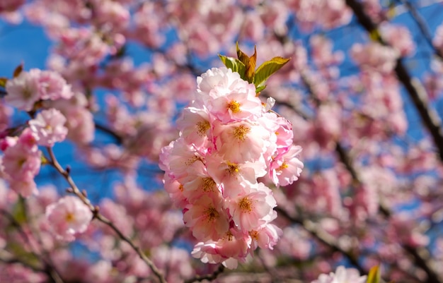 Sfondo di confine primaverile con rosa Ramo di fiori in primo piano Fiori di Sakura