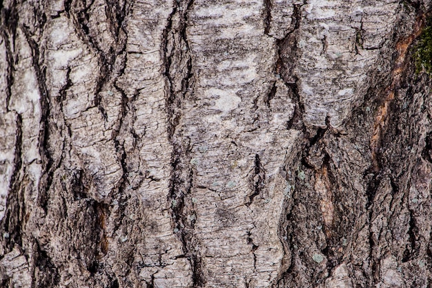 Sfondo di corteccia di albero naturale