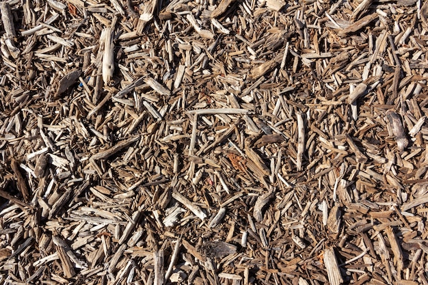 Sfondo di corteccia di albero. Struttura.