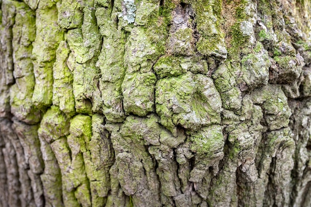 Sfondo di corteccia di legno Texture di corteccia di legno con muschio verde su un tronco d'albero Messa a fuoco selettiva