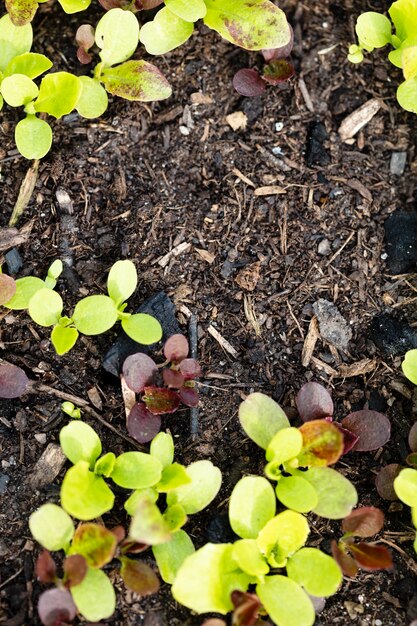 Sfondo di crescita di insalata di lattuga fresca sul terreno in giardino nella stagione primaverile.