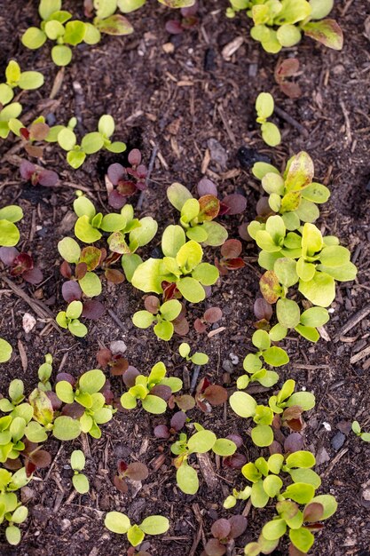 Sfondo di crescita di insalata di lattuga fresca sul terreno in giardino nella stagione primaverile.