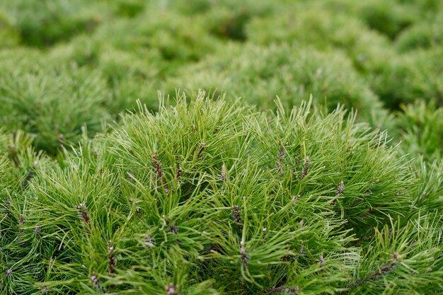 Sfondo di crescita verde