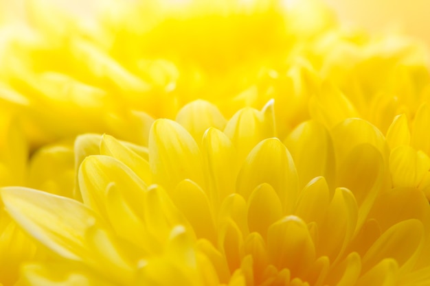Sfondo di crisantemo fatto di fiori gialli da vicino upxA