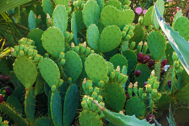 Sfondo di diversi tipi di cactus che crescono per strada