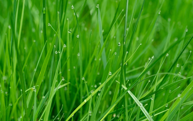 Sfondo di erba con gocce d'acqua con profondità di campo molto ridotta in alta risoluzione