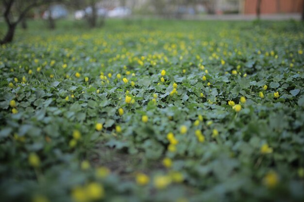 sfondo di erba con piccoli fiori gialli soft focus