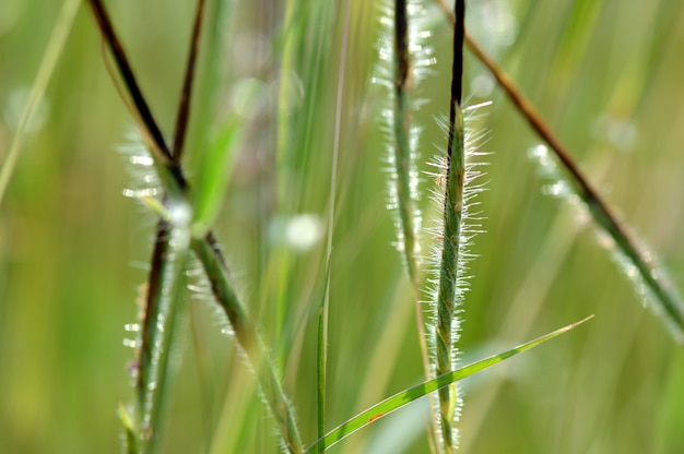 Sfondo di erba fiore.