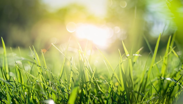 Sfondo di erba naturale con bokeh sfocato e sole