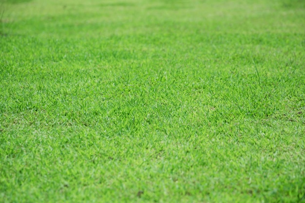 Sfondo di erba sul giardino