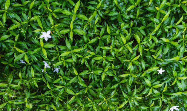 sfondo di erba verde e foglie verdi