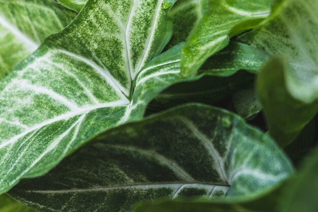 sfondo di erba verde e foglie verdi