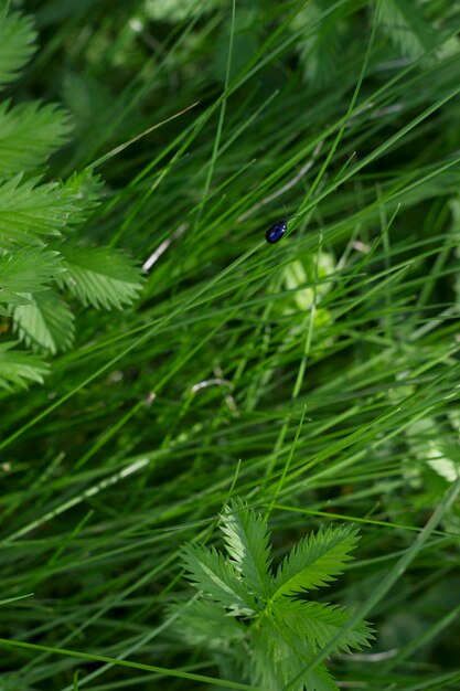 sfondo di erba verde estate con piccolo bug blu