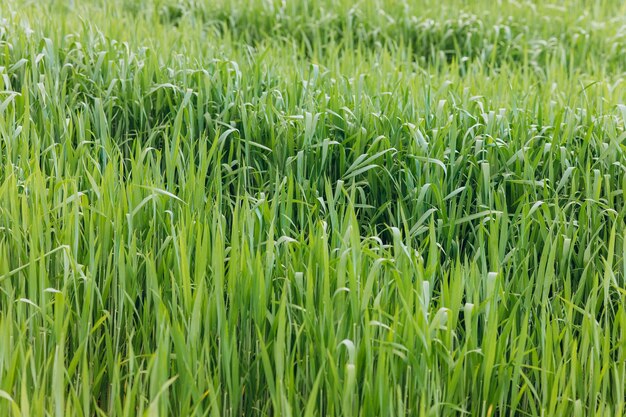 Sfondo di erba verde fresca nella soleggiata giornata estiva nel parco