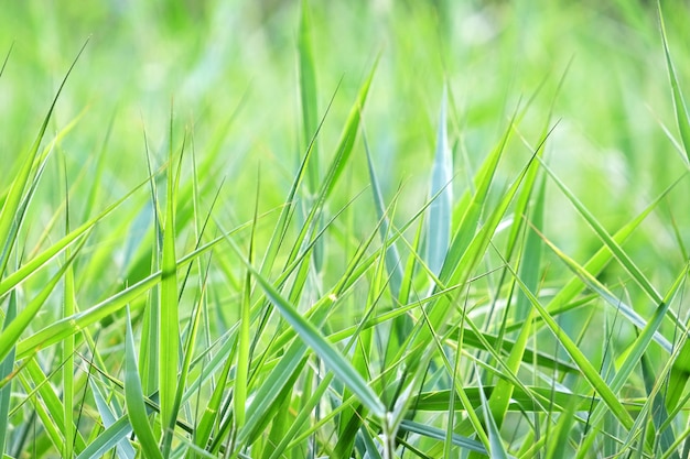 sfondo di erba verde fresca