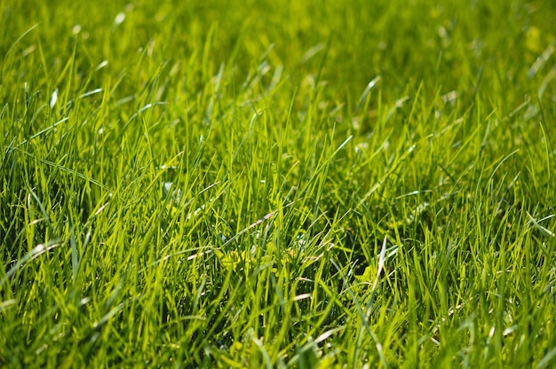 sfondo di erba verde fresca