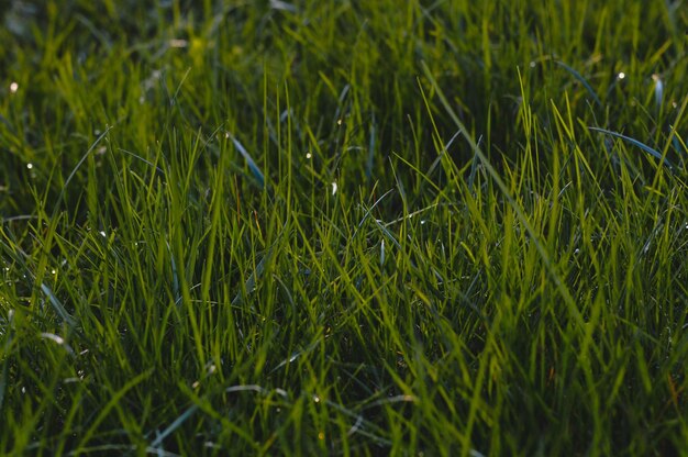 sfondo di erba verde fresca