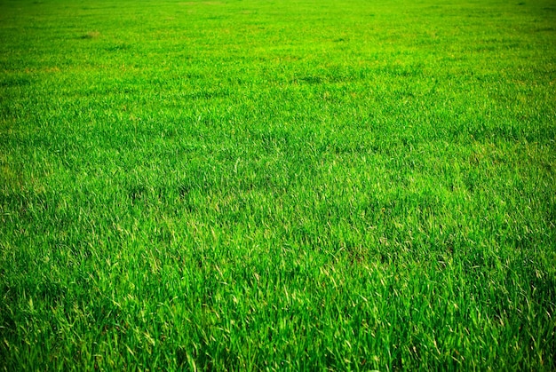 Sfondo di erba verde in una giornata di sole