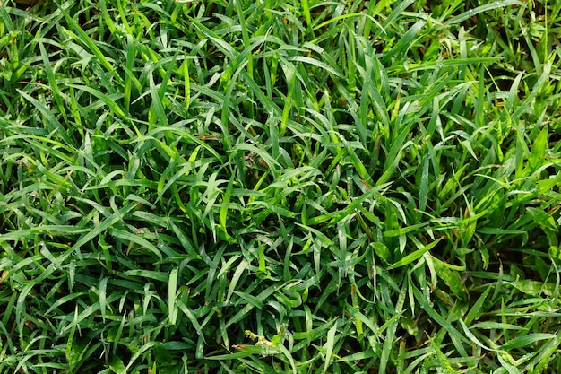 sfondo di erba verde nel campo di calcio