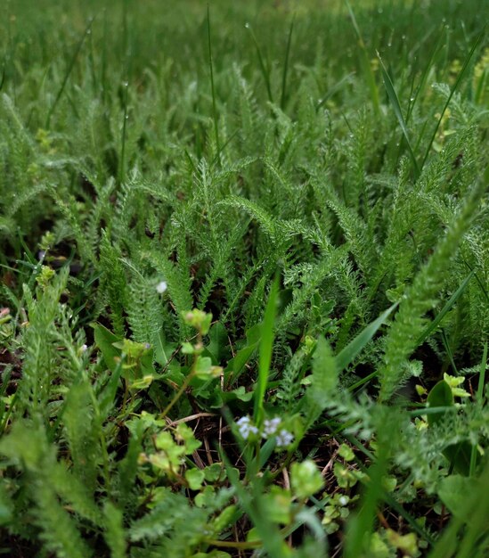 Sfondo di erba verde nel campo