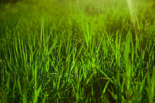Sfondo di erba verde