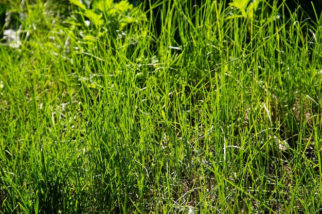 Sfondo di erba verde