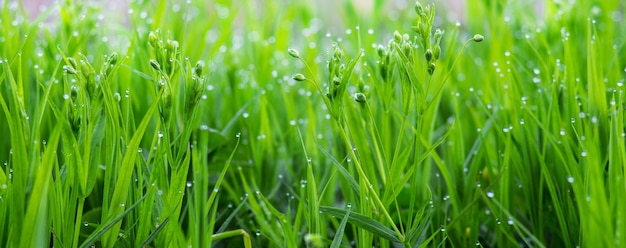 Sfondo di erbe fresche verdi con gocce di rugiada al mattino