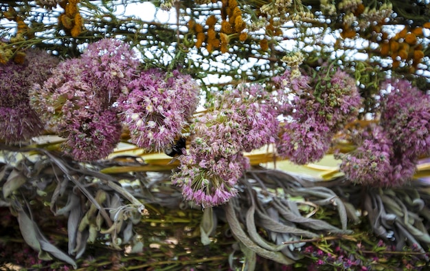 Sfondo di erbe secche e fiori