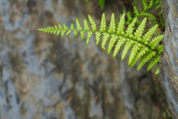 Sfondo di felce verde