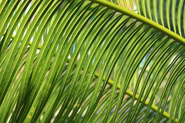 Sfondo di felci tropicali