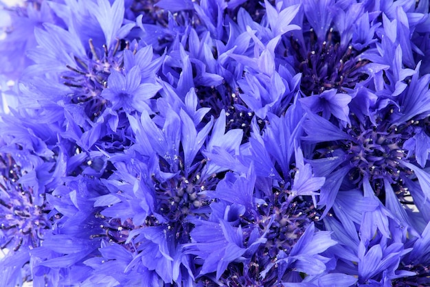 Sfondo di fiordalisi. primo piano di fiori blu.