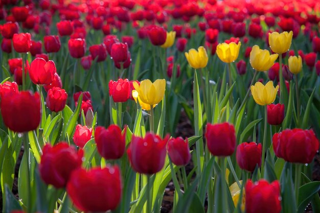 Sfondo di fiori. Bellissimo sfondo di tulipani.